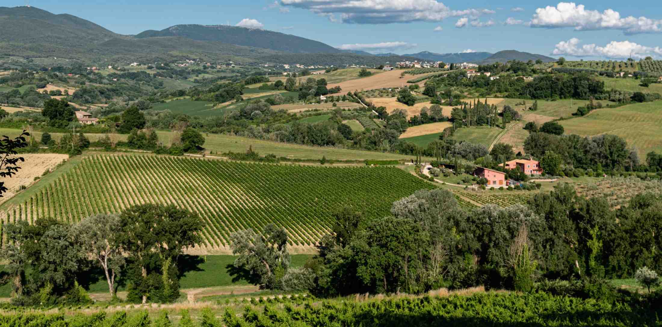 Panorama dell'azienda vitivinicola La Madeleine tra Narni e Otricoli