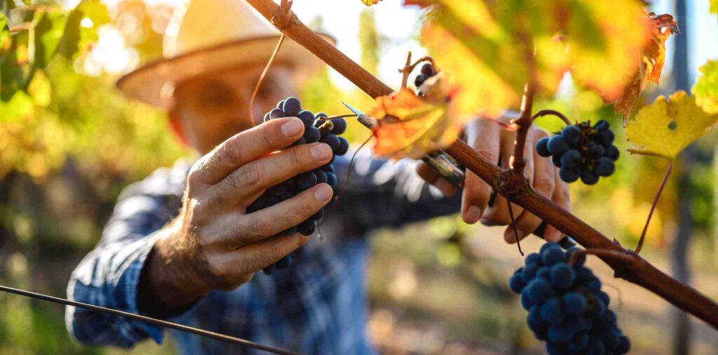 Raccolta dell'uva in vigna