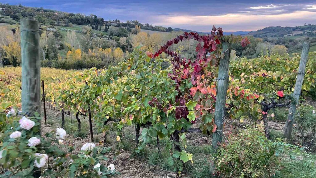 Vigneti Santoiolo in autunno