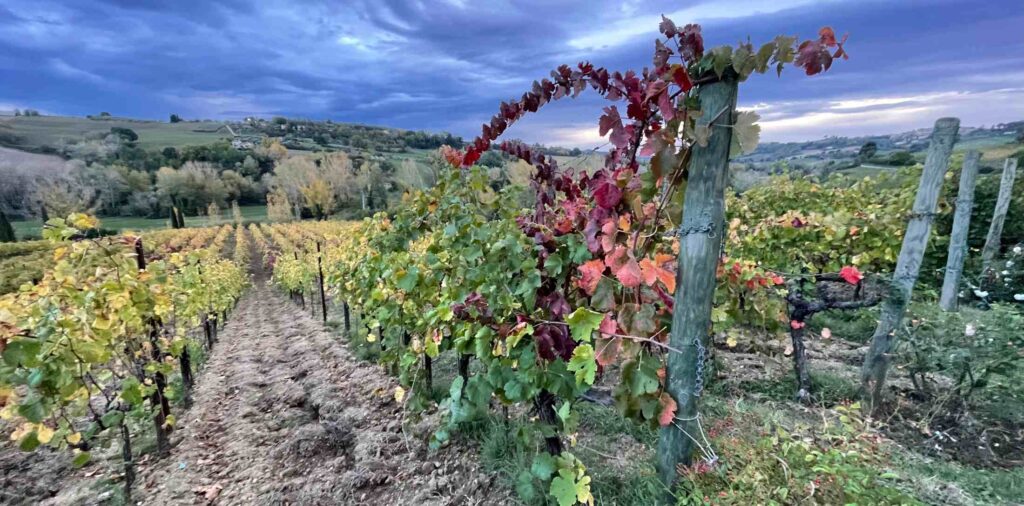 I colori autunnali delle vigne della Cantina Santoiolo durante l'evento Fuga d'autunno